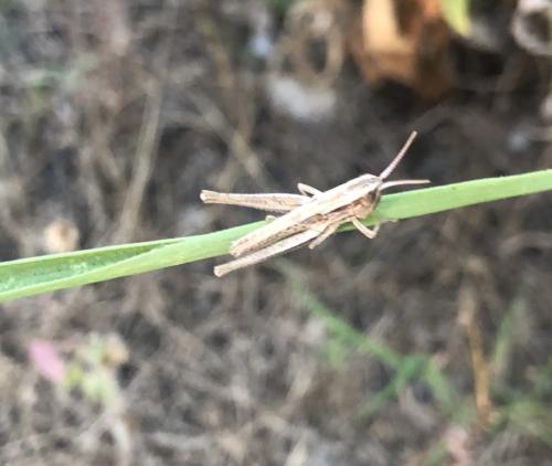 Euchorthippus sp.